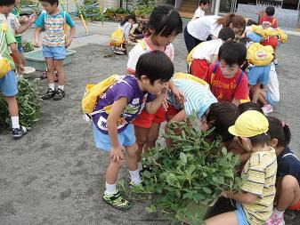 $富士光明幼稚園のブログ