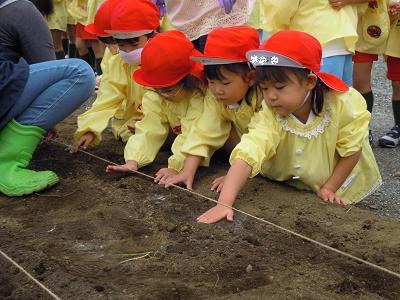 年少　大根を植えました